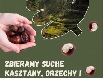 Zbiórka kasztanów, żołędzi i orzechów!